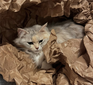 Sibirisk katt Xui